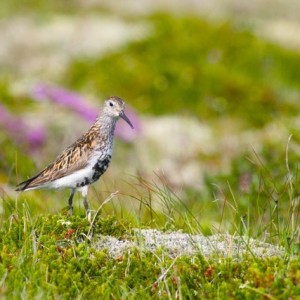 Dunlin / Bécasseau variable © Philippe Patay